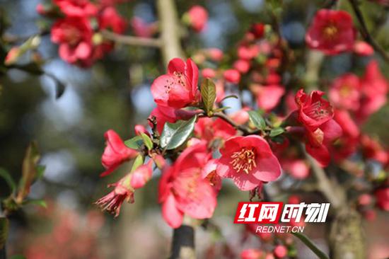 迎春绽放的海棠花娇艳欲滴,蜂飞蝶恋。
