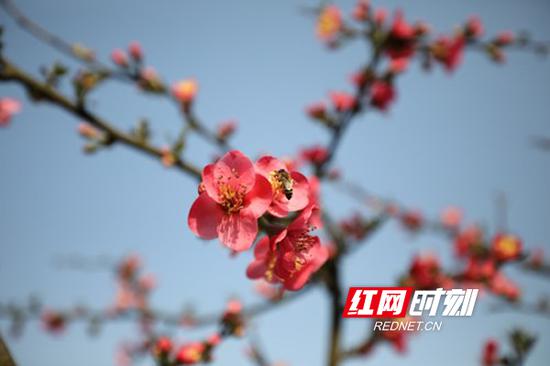 8个品种的海棠,花期将持续到4月份。