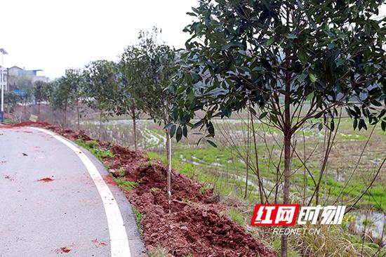 大家分工合作、互相配合,为美丽乡村建设增添一抹新绿。