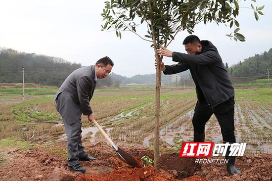 　雁峰区委副书记、区长何子君正在为绿植培土。