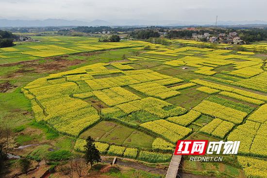 渣石村万亩油菜花海。