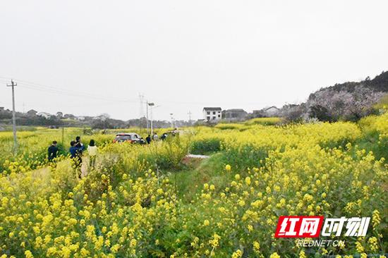 十里油菜花海,让人如痴如醉。