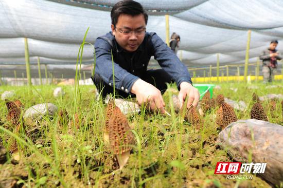 龙新正在大棚内采摘“羊肚菌”