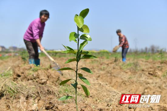 计划种植两万多棵沃柑树苗,希望通过示范引领,逐步打造“一乡一品”。