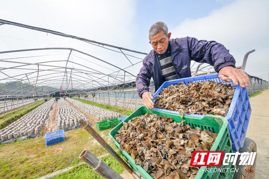 村民正在晾晒刚摘下来的木耳。