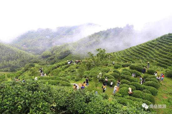 谷雨时节,游客在十里茶乡游览茶园美景,体验采茶制茶乐趣,参与茶文化节系列活动。