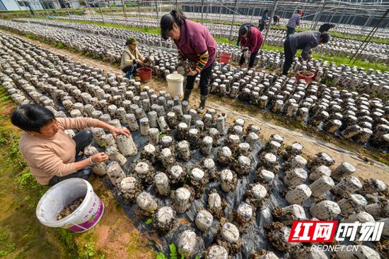 该基地带动当地140余户贫困户致富增收。