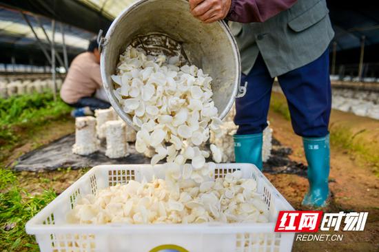 基地预计木耳总产量达80万斤,实现产值500万余元。