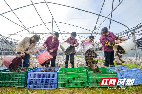 衡东县潭泊村木耳种植基地喜迎丰收。