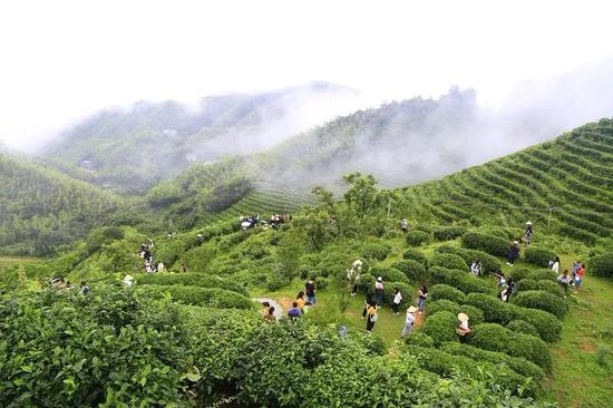 衡阳全市现有茶叶种植面积达到了12万余亩。