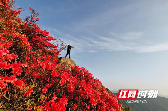 五一期间,南岳衡山上的百年野生高山杜鹃竟相绽放。