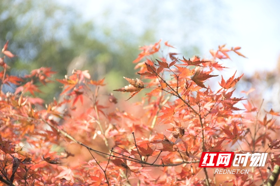 书院内,红彤彤的枫叶昭示季节的变化。