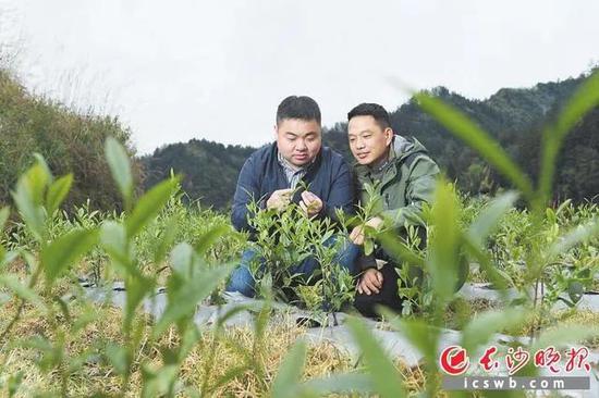 长沙市对口帮扶龙山县青年干部在田间地头调研