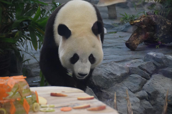 萌态十足的大熊猫“府府”。