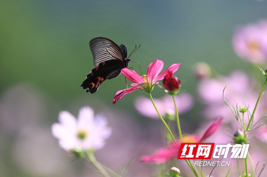 9月7日,在张家界市武陵源区黄龙洞景区生态广场,蝴蝶在花间觅食。