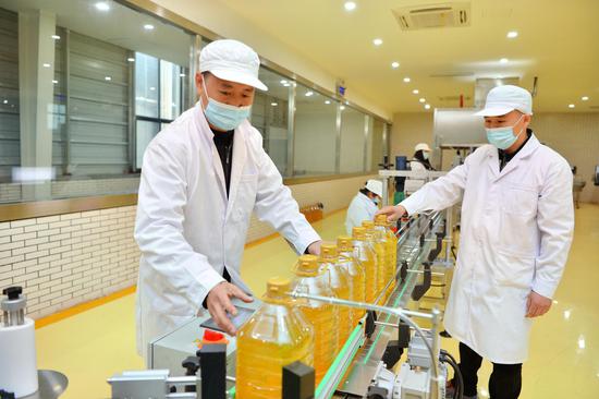 金叶油业茶油生产线 摄影:李健