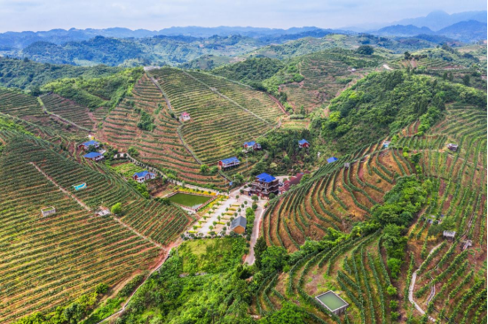 (葡萄产业作为泸溪县八大支柱产业之一,种植规模达到11000亩,犹以“狮子山”葡萄最为出名。全县葡萄产量达500万公斤以上,年产值超过1亿元。图为号称“湘西吐鲁番”的狮子山葡萄沟。)