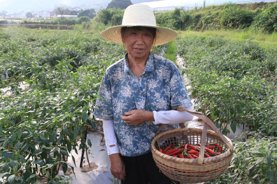 当地农户采摘玻璃椒