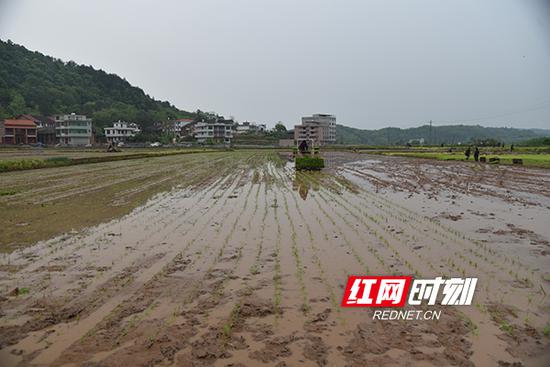 与会成员先后观摩了机械化旋耕、插秧及工厂化育秧。
