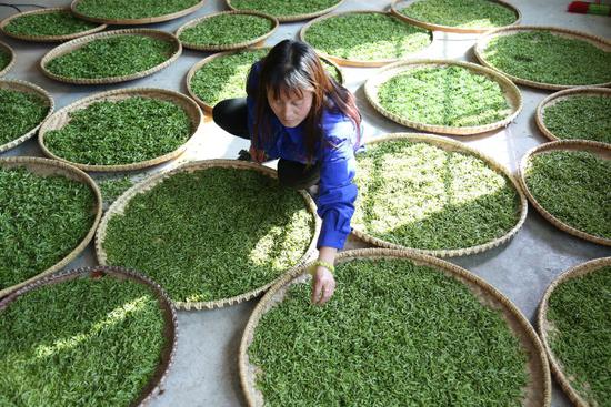 茶农正在制作“南岳云雾茶”。