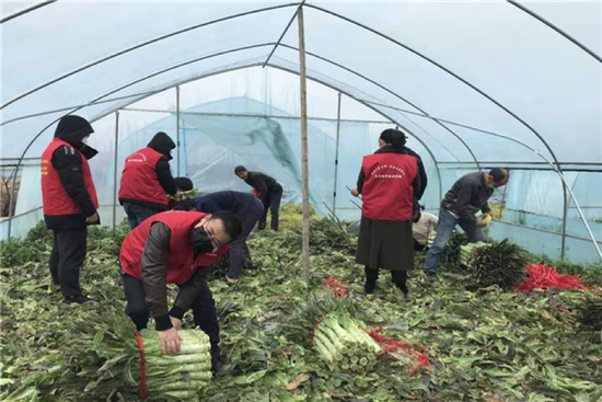 志愿者帮助菜农收割蔬菜