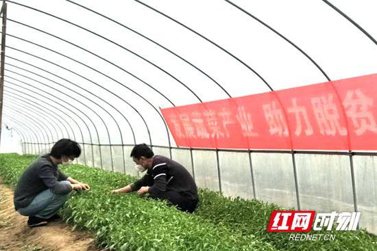 陈为(左一)在查看育苗情况。