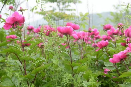 (芍药花圃)