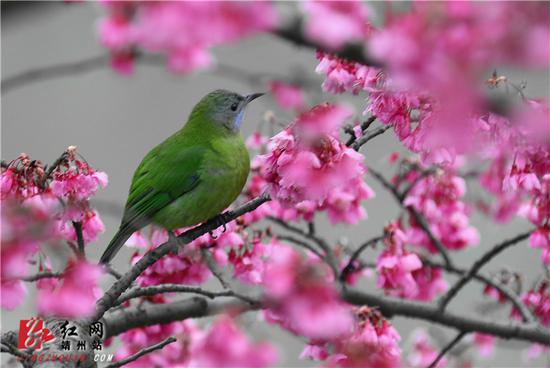 2月15日，湖南省怀化市靖州苗族侗族自治县异溪河边，一株盛开的寒绯樱花树上，一只橙腹叶鹎雌鸟停留在花间。