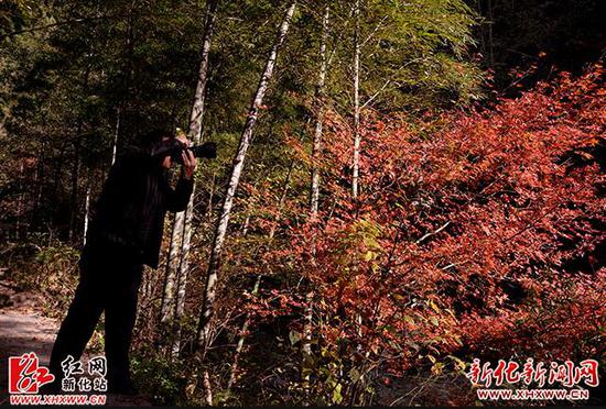 新化县大熊山森林公园漫山点缀的红叶。