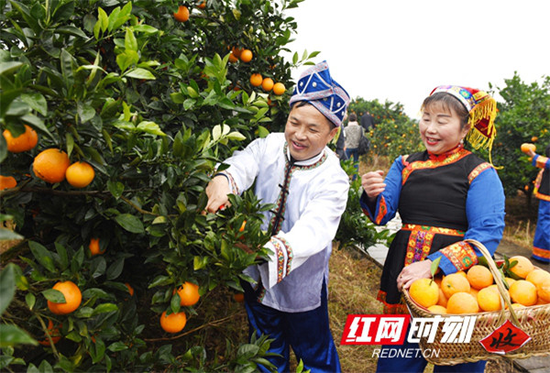 新宁农民庆脐橙丰收。