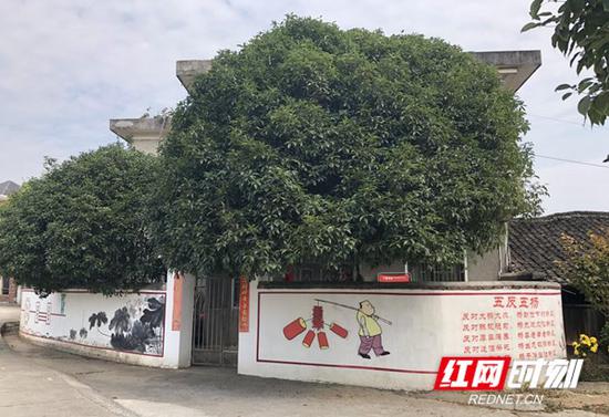 在新村规中,新增加的积极开展文明卫生村建设,加强村容村貌整治等内容。