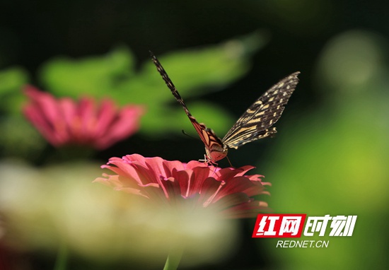 9月7日,在张家界市武陵源区黄龙洞景区生态广场,蝴蝶在花间觅食。
