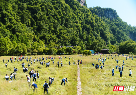 5月3日，张家界黄龙洞景区生态田园迎来一群特别的“游客”，700余名学生在此开展收割油菜劳动实践活动。