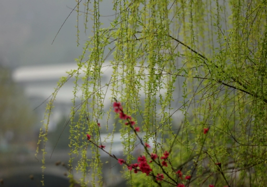 3月20日，在张家界市武陵源城区索溪河畔拍摄的春色。（吴勇兵摄）