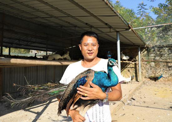 李志平与他的蓝孔雀 李明华摄