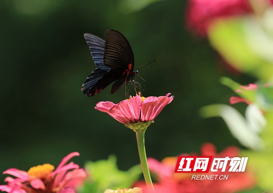 9月7日,在张家界市武陵源区黄龙洞景区生态广场,蝴蝶在花间觅食。