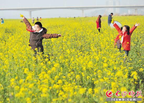 湘府路大桥与黑石铺大桥中间的湘江东河滩盛放的大片油菜花 王志伟 摄