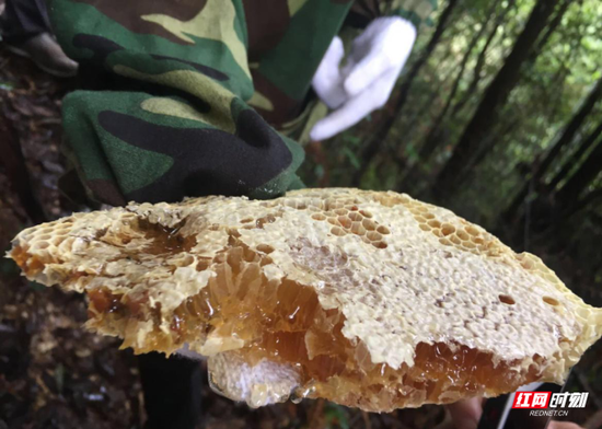 野蜂蜜和啤酒的搭配是瑶家采蜜人的独创,口感绵软甘甜。