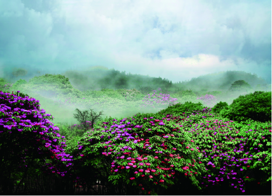 十万古田高山杜鹃花海