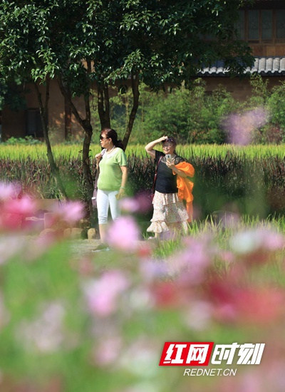 9月7日,在张家界市武陵源区黄龙洞景区生态广场,人们赏花游玩。