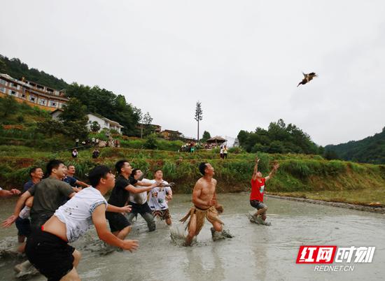 在稻田的泥水间，游客和当地村民一道开展抢鸭子趣味比赛。在稻田的泥水间，游客和当地村民一道开展抢鸭子趣味比赛。