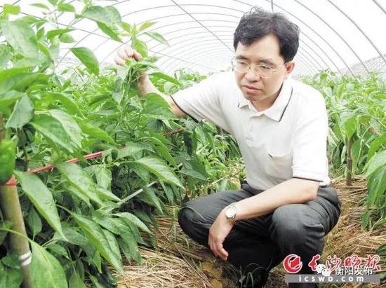 资料图:工作中的“辣椒大王”邹学校院士