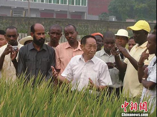 袁隆平在田间指导非洲学员。