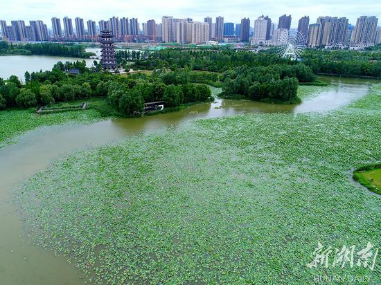 国际生物多样性日 长沙洋湖湿地生态美
