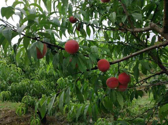 水果种植基地里面桃树挂满了果桃。水果种植基地里面桃树挂满了果桃。