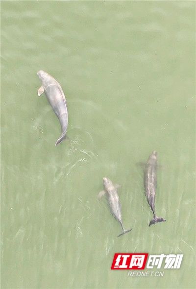 1月31日上午，长沙望城蔡家洲水域，至少有三头江豚在湘江畅游。图/红网