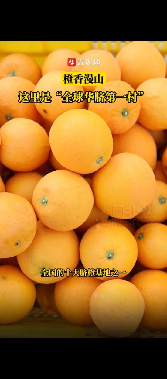 橙香漫山，这里是“全球华脐第一村”