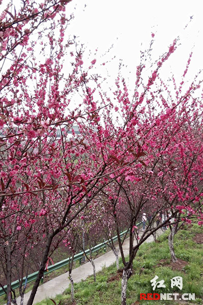 十里桃花吸引不少外地游客慕名而来