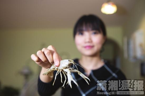 11月18日，长沙市民朱女士拿着在店里发现的“白色小龙虾”。图/记者谢长贵