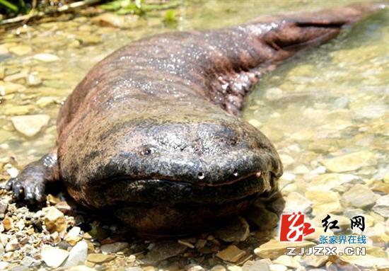 张家界娃娃鱼“笨笨”现如今已长到1.90米,80公斤,是真真正正的200岁“老寿星”、国宝级大鲵(图片来自张家界金鲵生物工程股份有限公司)